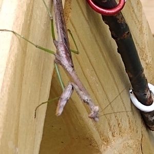 Meet your Posher, Henry